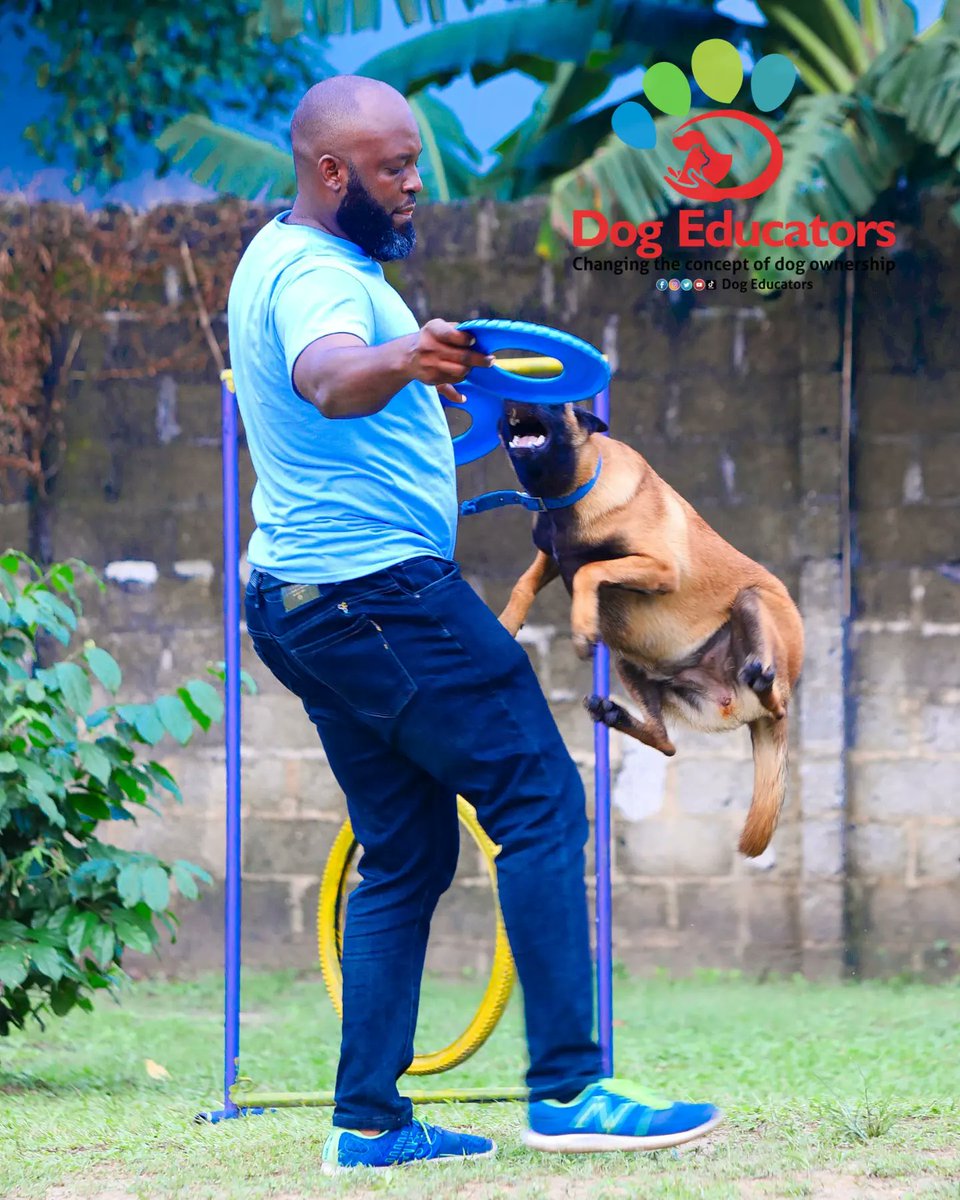 DogEducators's tweet image. Commit to your dog, enjoy your dog.

What is your #dog good at ?

Saro the #Malinios @ 8 months.

#DogsOnTwitter #dogsoftwitter #dogsarefamily #dogslife #doglovers