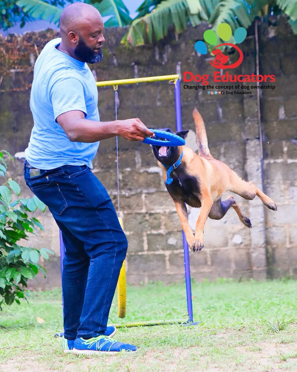 DogEducators's tweet image. Commit to your dog, enjoy your dog.

What is your #dog good at ?

Saro the #Malinios @ 8 months.

#DogsOnTwitter #dogsoftwitter #dogsarefamily #dogslife #doglovers