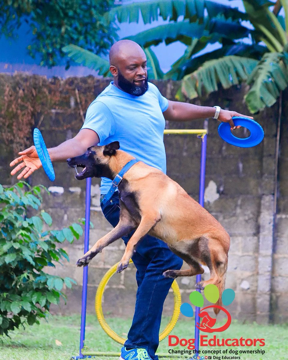 DogEducators's tweet image. Commit to your dog, enjoy your dog.

What is your #dog good at ?

Saro the #Malinios @ 8 months.

#DogsOnTwitter #dogsoftwitter #dogsarefamily #dogslife #doglovers