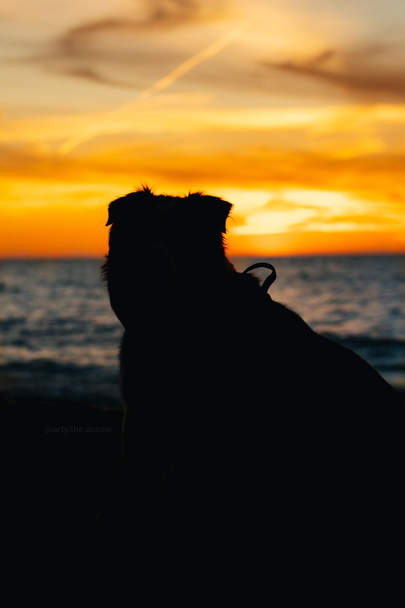 We've been so busy this month thay most of our adventures have been beach ones! I don't think Arty has minded one bit. 
#DogsOnTwitter #silhouettephotography #beachdog #beachbum