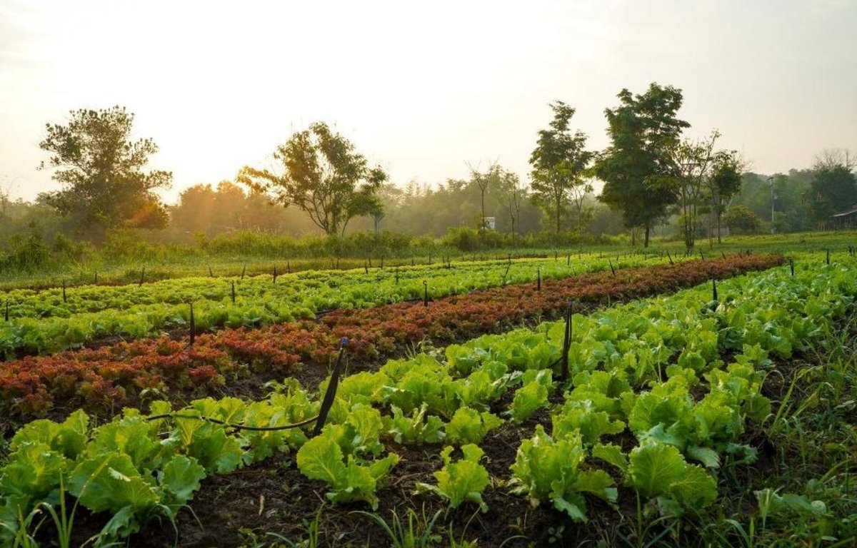 What is "Certified Naturally Grown" and how is it different from Certified Organic? Learn all about it on our blog from our director of marketing, Simcha Weinstein: motherearthfood.com/certified-natu… #certifiednaturallygrown