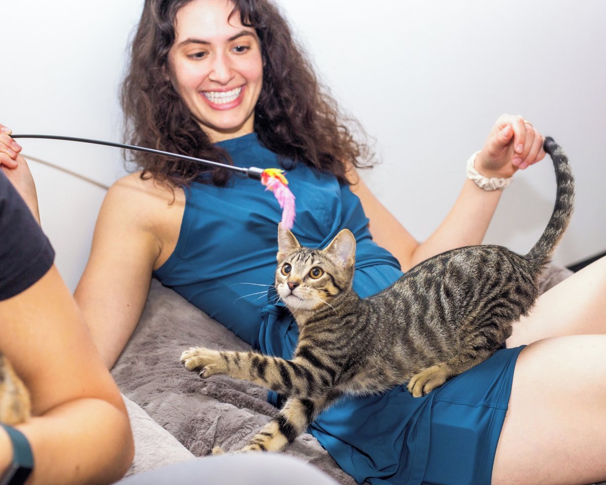 CatCafe Lounge tweet media