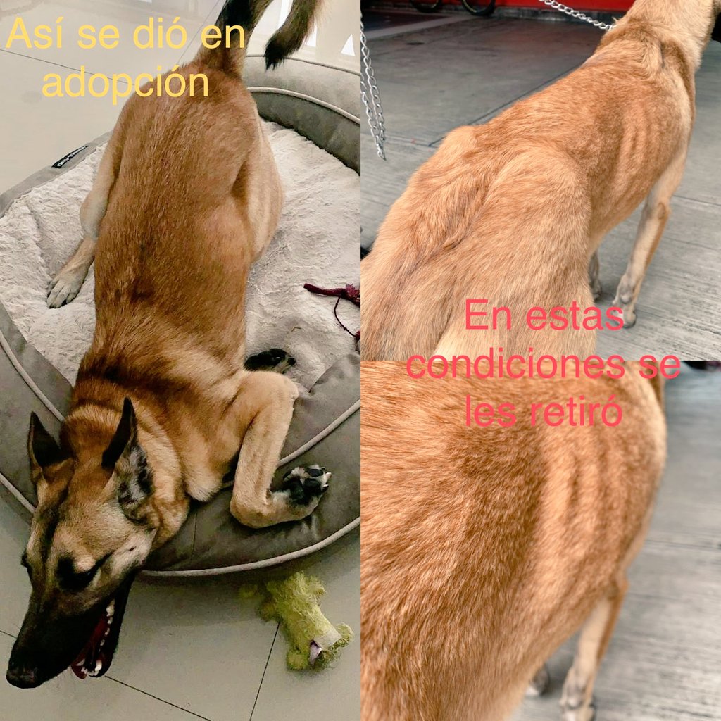 FRYDApuebla's tweet photo. En contestación solo mostraremos el antes y después. Se violaron los acuerdos, se incumplieron las garantias de un bienestar animal. #NoAlMaltratoAnimal
Aclaramos que en #FRYDA no lúcranos con los animales . https://t.co/GX0ZS7G3S2