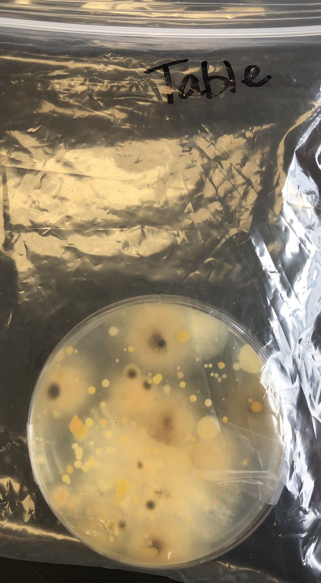 Having fun grossing 7th graders out as we learn. Lots of curiosity today! #wcjhhowlout <a href="/ryan_saam_AP/">Ryan Saam</a>