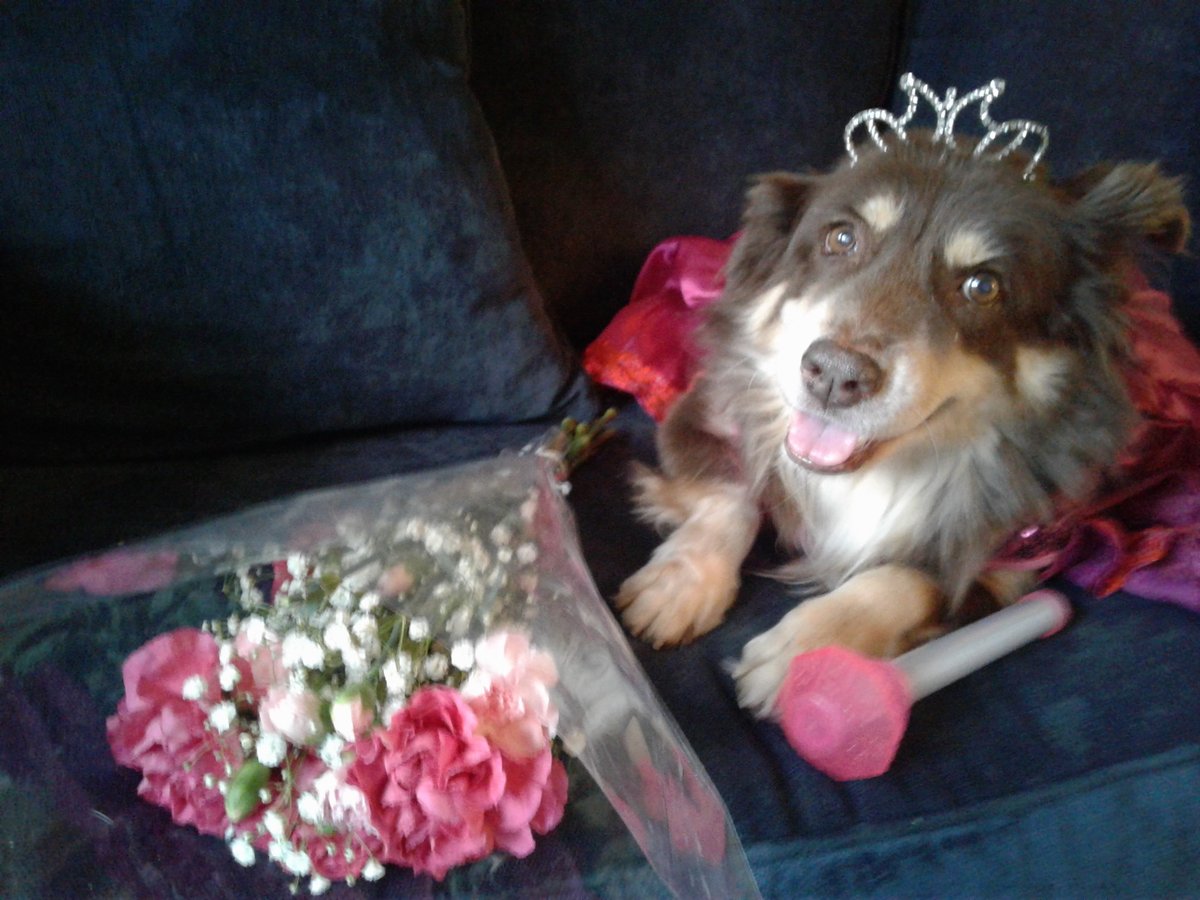 prsun's tweet photo. In memory of my border collie, Browny, @ the #rainbowbridge #petheaven #kittydoggienews #prsun #dogsontwitter https://t.co/UgLwBLPxWR