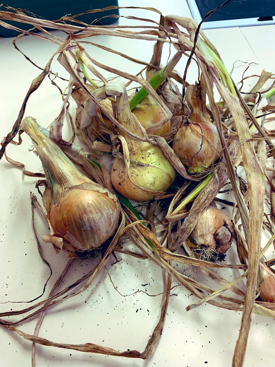 ardhomeec's tweet photo. Enjoying being back in the kitchen with our N4/5 Prac.cookery. Started off with a stir fry using these fab onions and garlic from our garden @astragardens they were so tasty 😋 learning about blending, veg cuts, seasonality https://t.co/7v2pLhUXfg