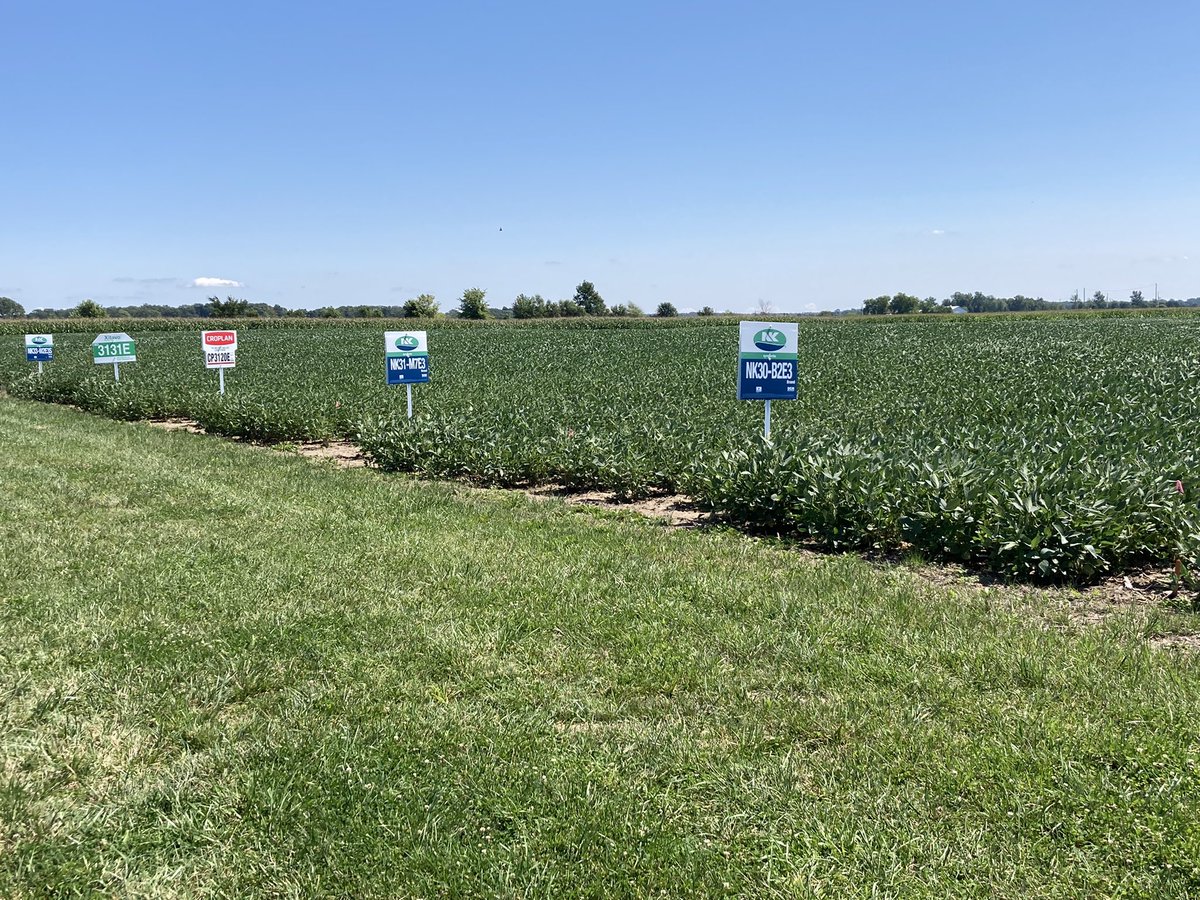 riehltimeagron2's tweet photo. Check out the Lowry Plot near Uniopolis, Ohio @SunriseCoopOH Great selection of #NKcorn 🌽🌽🌽 &amp; #NKsoybeans 🌱🌱🌱 that fungicide application keeping everything Healthy and filling out #tipfill #bigbeans https://t.co/CQfYiWGdqZ