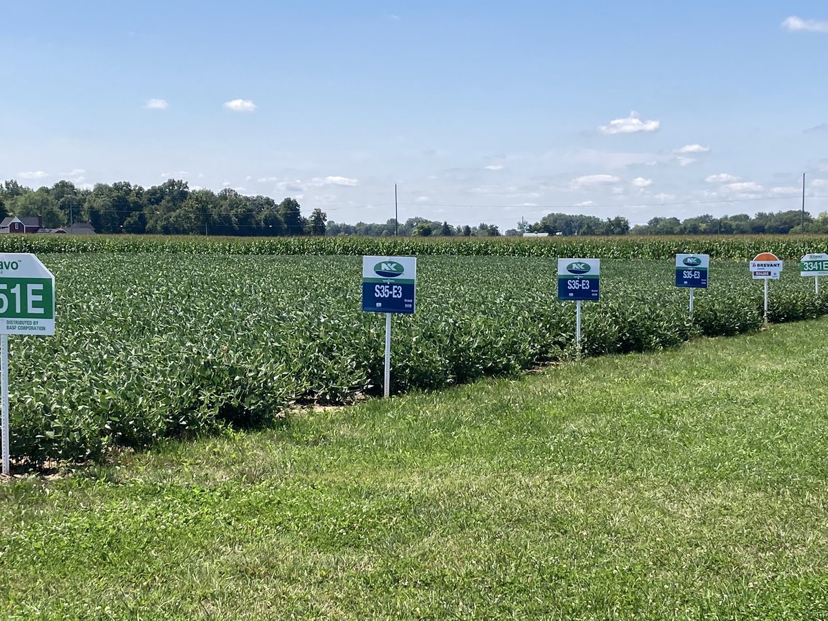 riehltimeagron2's tweet photo. Check out the Lowry Plot near Uniopolis, Ohio @SunriseCoopOH Great selection of #NKcorn 🌽🌽🌽 &amp; #NKsoybeans 🌱🌱🌱 that fungicide application keeping everything Healthy and filling out #tipfill #bigbeans https://t.co/CQfYiWGdqZ
