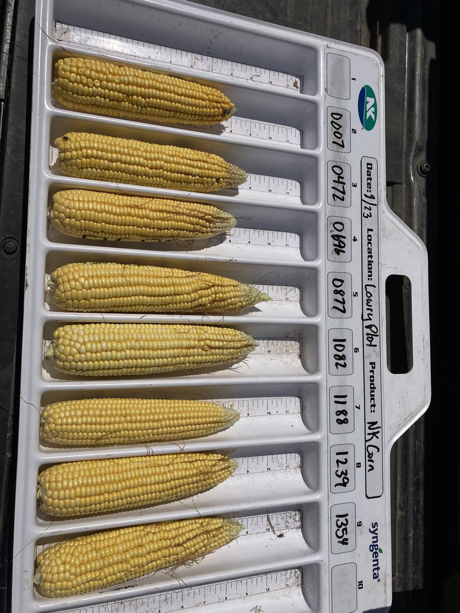 riehltimeagron2's tweet photo. Check out the Lowry Plot near Uniopolis, Ohio @SunriseCoopOH Great selection of #NKcorn 🌽🌽🌽 &amp; #NKsoybeans 🌱🌱🌱 that fungicide application keeping everything Healthy and filling out #tipfill #bigbeans https://t.co/CQfYiWGdqZ