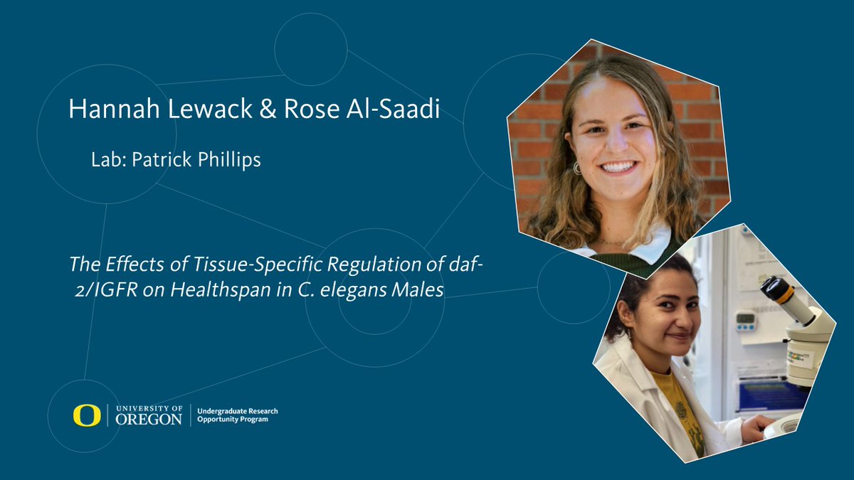 UO Undergraduate Research (@uourop) on Twitter photo This week we are highlighting the 2022 O’Day Fellowship recipients.
Meet Hannah Lewack (@hannnah0809) and Rose Al-Saadi (<a href="/RoseSAlsaadi/">Rوse Al-Saadi</a>), who are working together in the Phillips Lab (<a href="/granex/">Patrick Phillips</a>). This week we are highlighting the 2022 O’Day Fellowship recipients.
Meet Hannah Lewack (@hannnah0809) and Rose Al-Saadi (<a href="/RoseSAlsaadi/">Rوse Al-Saadi</a>), who are working together in the Phillips Lab (<a href="/granex/">Patrick Phillips</a>).