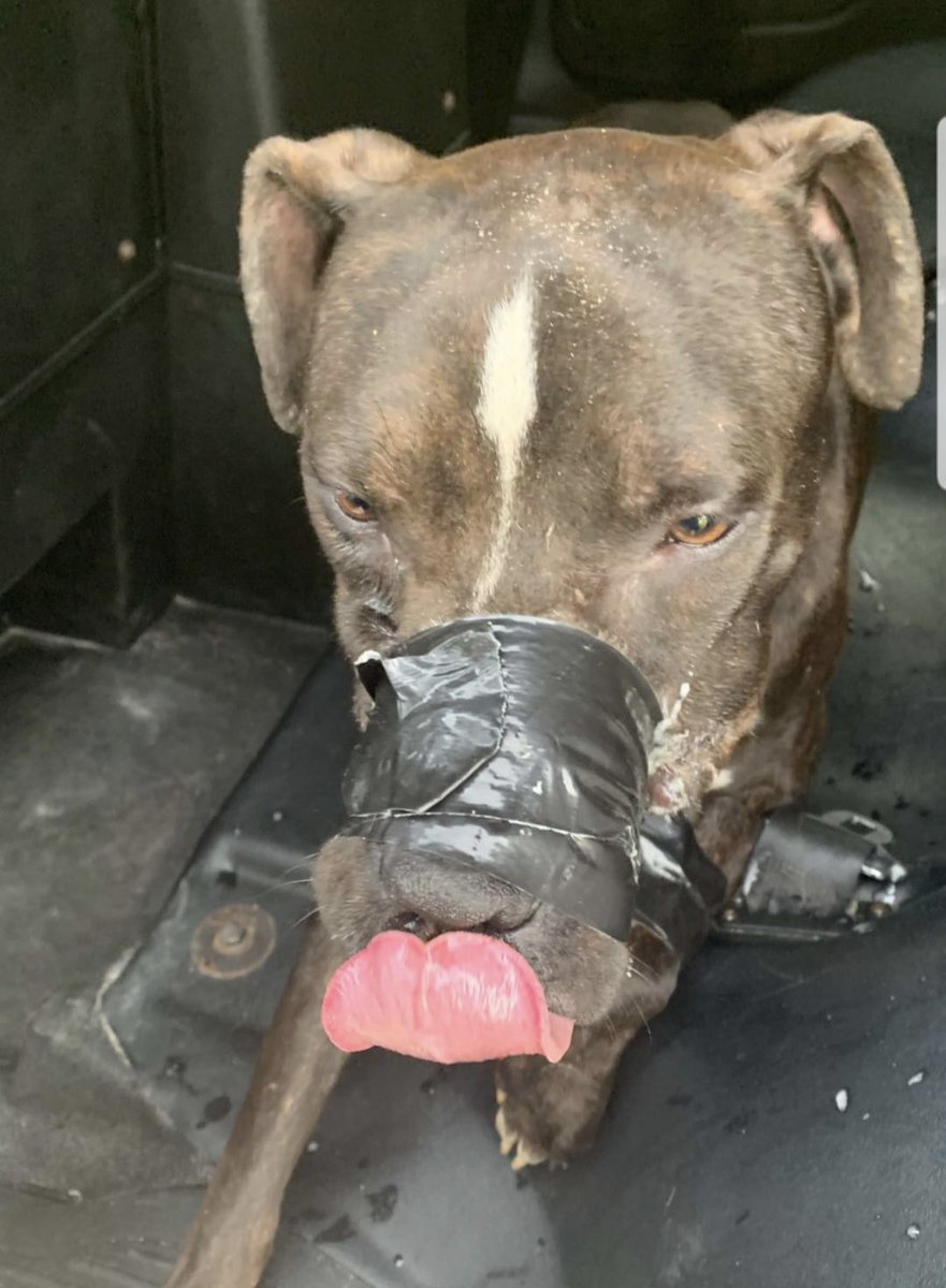 SheriffLeeFL's tweet photo. ABUSED DOG “PACO” RESCUED

Paco was abused in June 2022. His owner was arrested and booked in the Marceno Motel. Today, Paco left the LCSO Cell Dog Program and is headed to Mutty Paws Rescue! https://t.co/rU0h1lGlNr