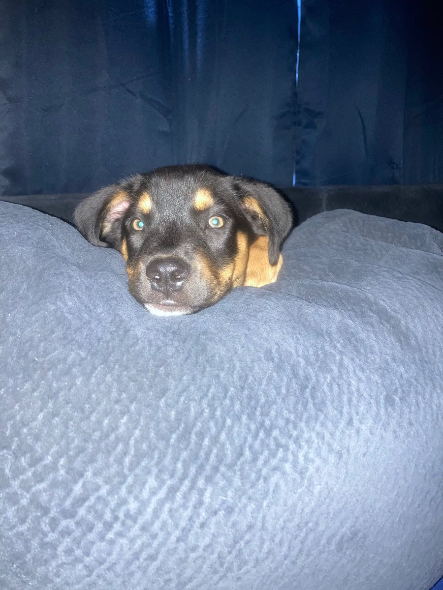 ShannonKay4471's tweet photo. Merle, new member of the family https://t.co/S3WL3iewFP