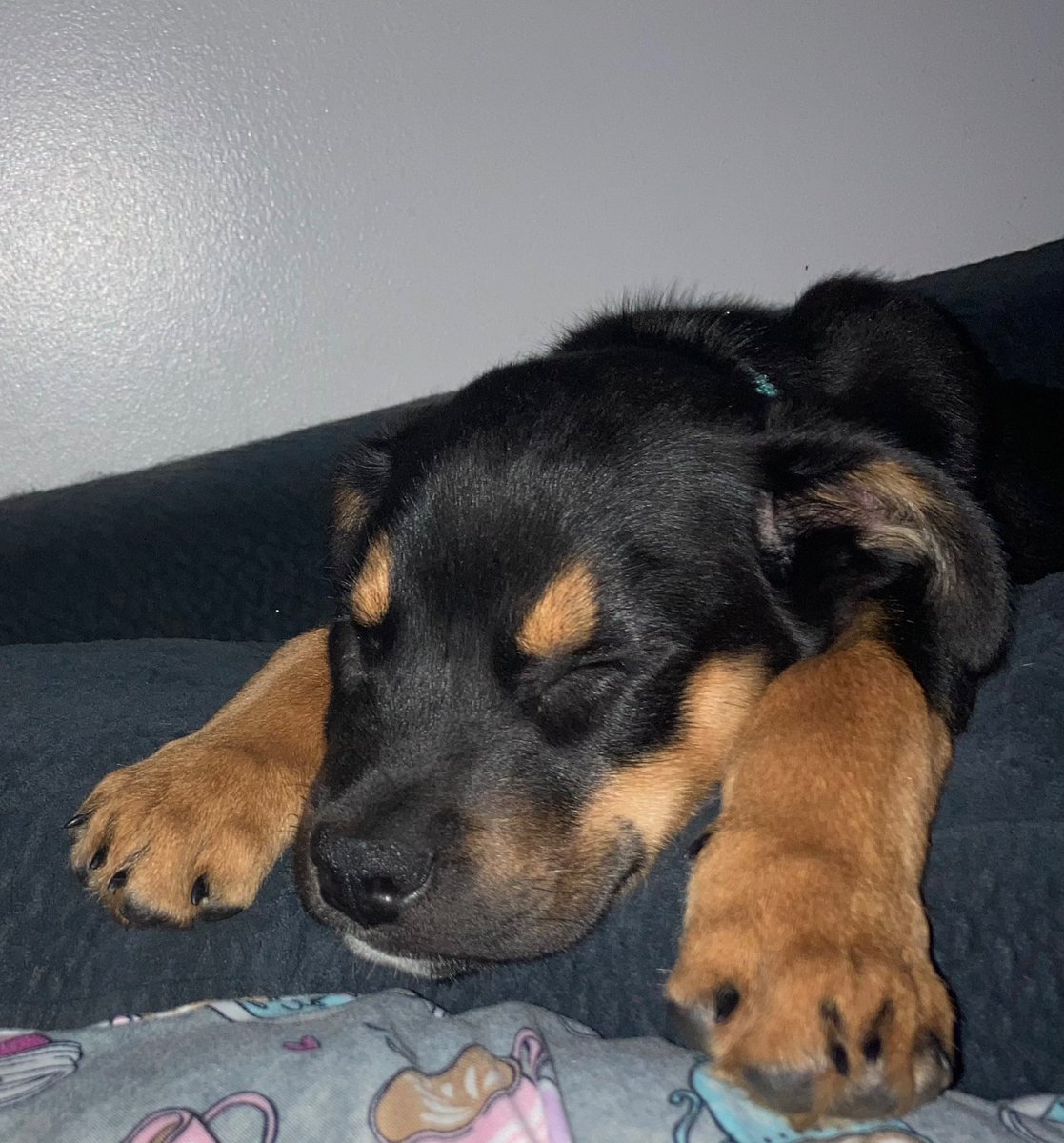 ShannonKay4471's tweet photo. Merle, new member of the family https://t.co/S3WL3iewFP