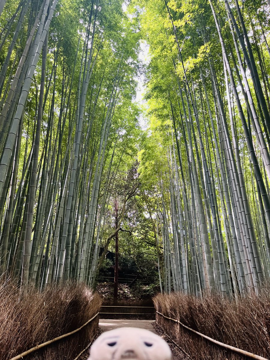 京都を満喫するのる島さん 