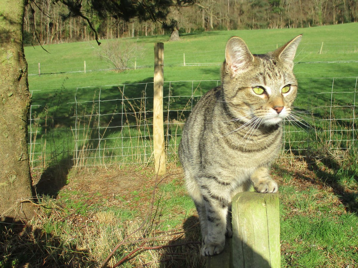 Cleoyogacat's tweet photo. Tonight I am thinking of our dear friend Roxy @doodle_roxy who travelled #OTRB 🌈 today.
Roxy: I've known you since I joined #CatsOfTwitter and your kind, beautiful presence has made me happy every day. Fly free, Princess 💗
I dedicate this to you ❤️❤️🐾🐾
#ForRoxy https://t.co/8Rcr4l8sla