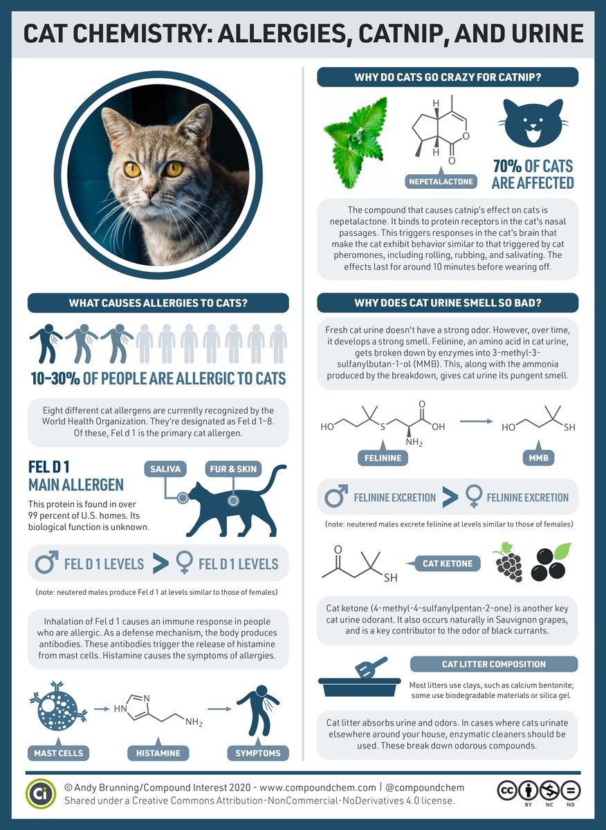 American Scientist tweet media