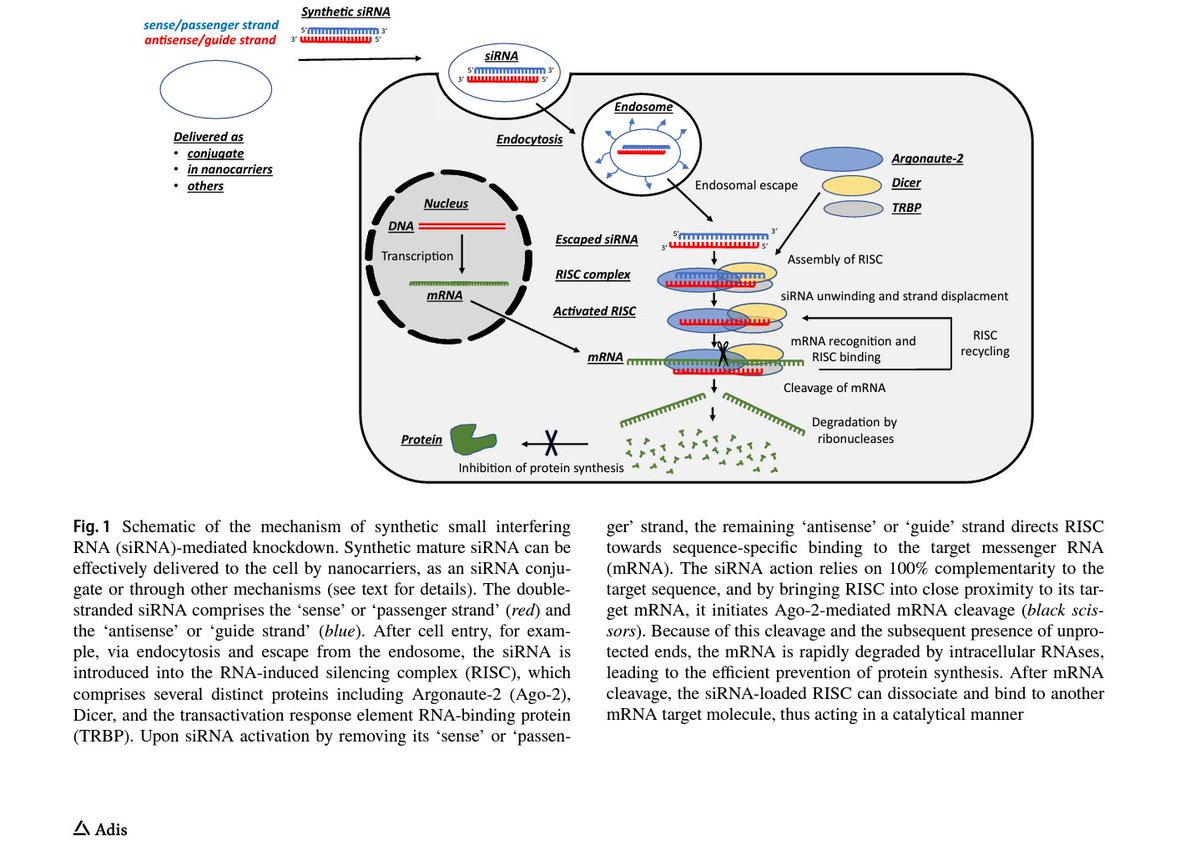 BioDrugsJournal's tweet photo. Therapeutic siRNA: State-of-the-Art and Future Perspectives by Maik Friedrich &amp; Achim Aigner
Gene knockdown via RNA interference can be induced by small interfering RNAs and opens novel avenues towards innovative therapies in many diseases. #openaccess 
https://t.co/hreCQCen6T https://t.co/LHEmjgVsQu