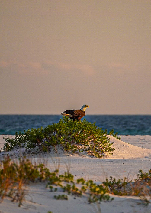 According to the The Wall Street Journal/Realtor.com Emerging Housing Markets Index, the Pensacola area is well positioned to attract people looking for an appreciating housing market, a strong local economy, and incredible lifestyle amenities.