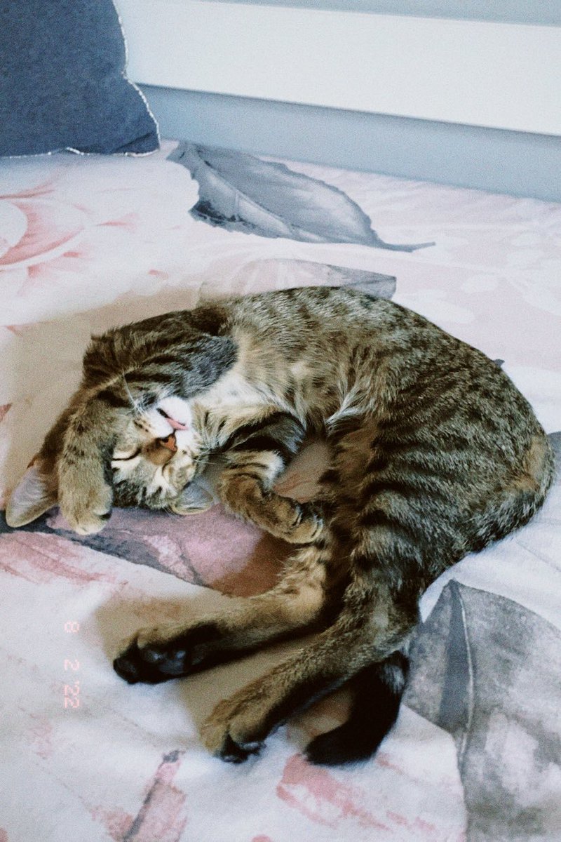 Mushu como puedes ser tan bonito?