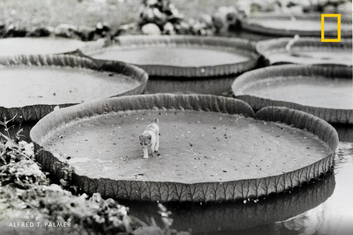 NatGeoTravel's tweet photo. A kitten aboard a floating Victoria water lily pad, Philippines. https://t.co/qSuDcKAyxe
