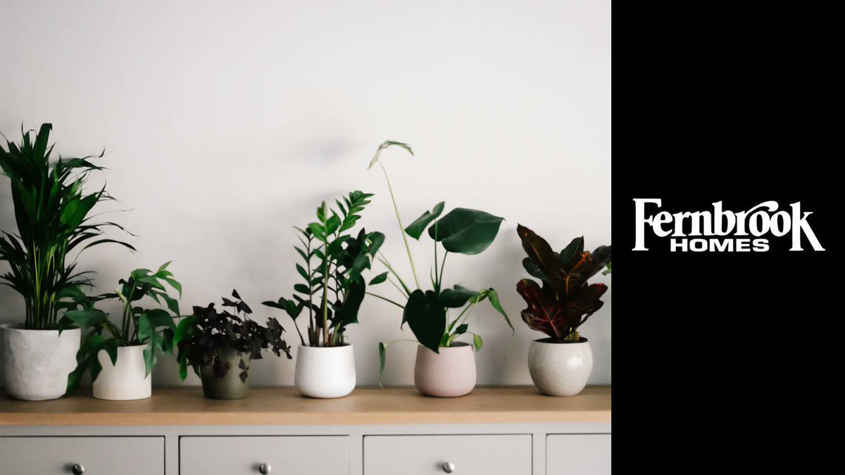Houseplants are a great way to add some colour, vibrancy and a relaxing atmosphere to any space!  #FernbrookHomes