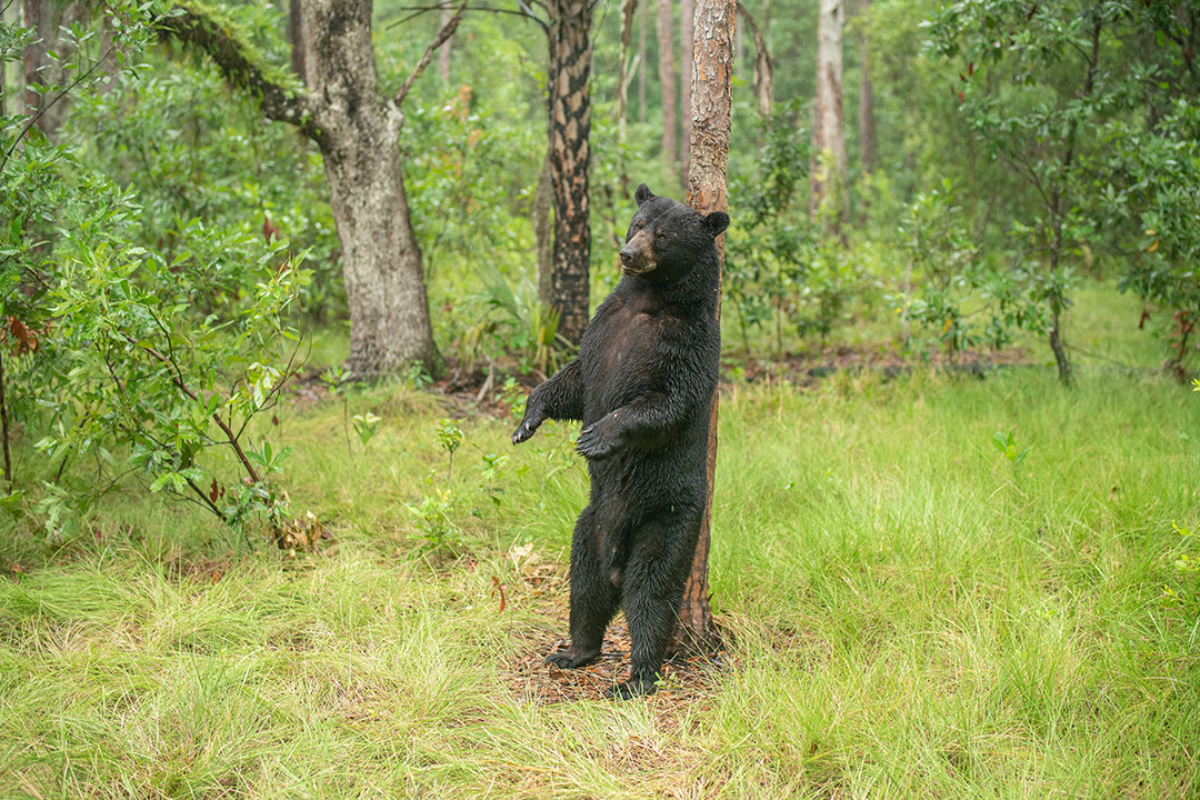 PathofPanther's tweet photo. Today, the State of Florida approved funding for the permanent protection of 19,897 acres across seven properties in the Florida Wildlife Corridor. See more and share this great news at https://t.co/5jYWC9cdER!

​Photos: @CarltonWard/Wildpath, Map: Angeline Meeks/@ArchboldStation https://t.co/V9meAxcwhQ