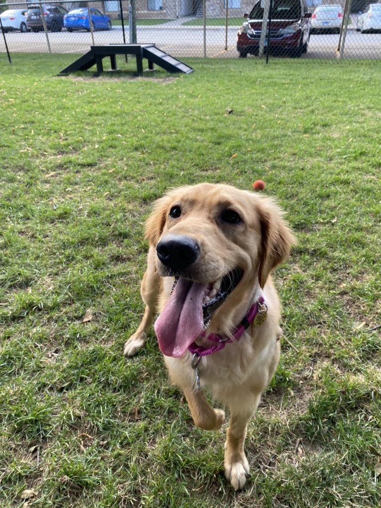 maley_am's tweet photo. Getting ready to start my third year at Bradley after an eventful summer, including adopting Poppy from @AGaGRescue! https://t.co/0u3EDTYViK