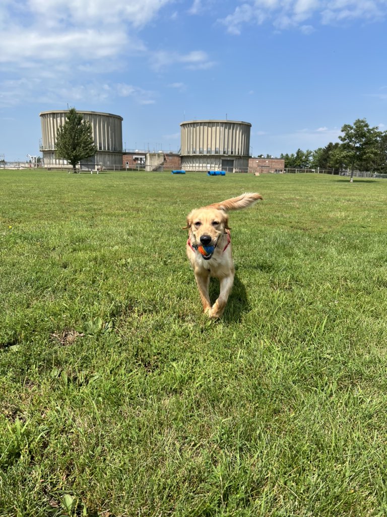 maley_am's tweet photo. Getting ready to start my third year at Bradley after an eventful summer, including adopting Poppy from @AGaGRescue! https://t.co/0u3EDTYViK