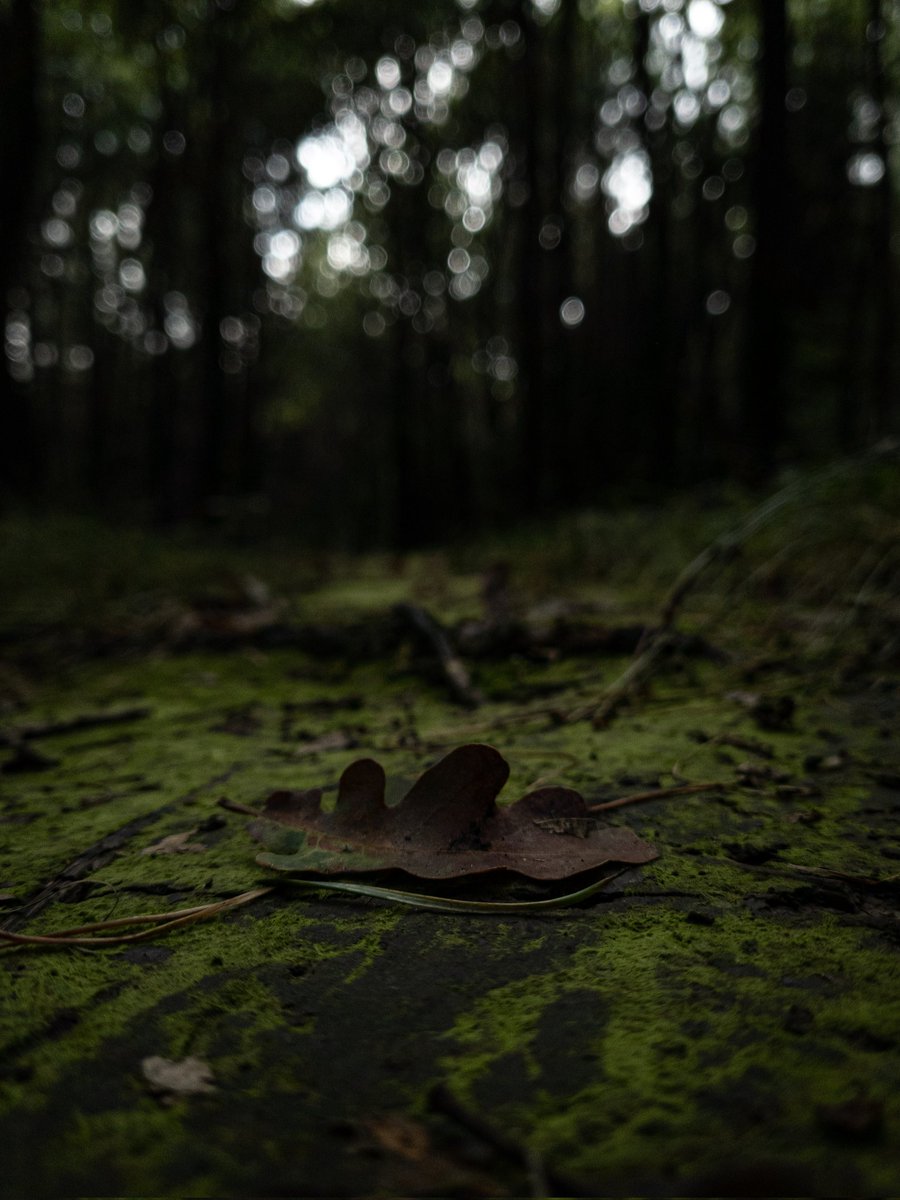 VENTEXD's tweet photo. - The walk -
#forest https://t.co/QCmx4b8uCh