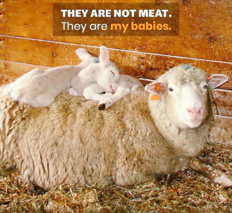 angie_karan's tweet photo. #vegan for these precious beings. 🧡🌱🌱 https://t.co/vWxMhyp4qP