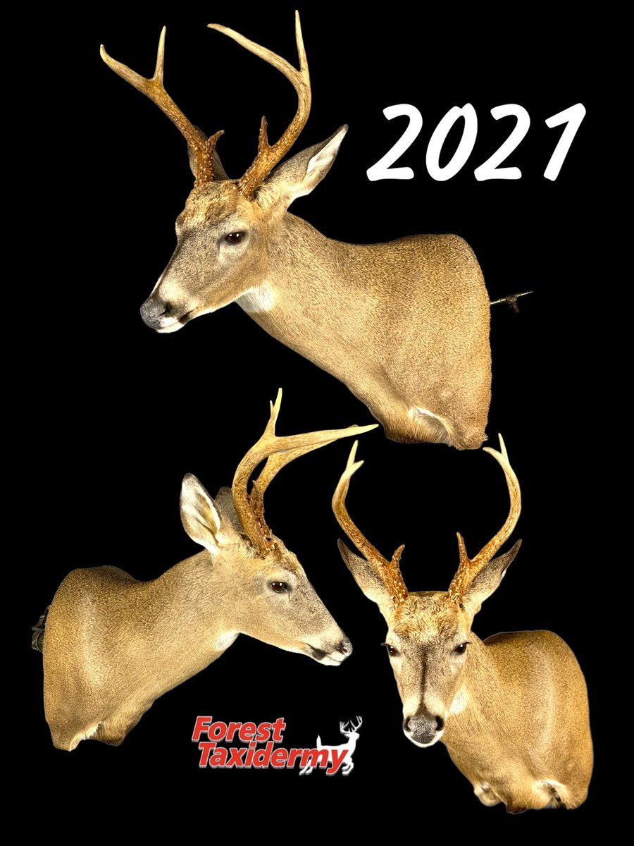 Forest Taxidermy (@325_wsm) on Twitter photo 
