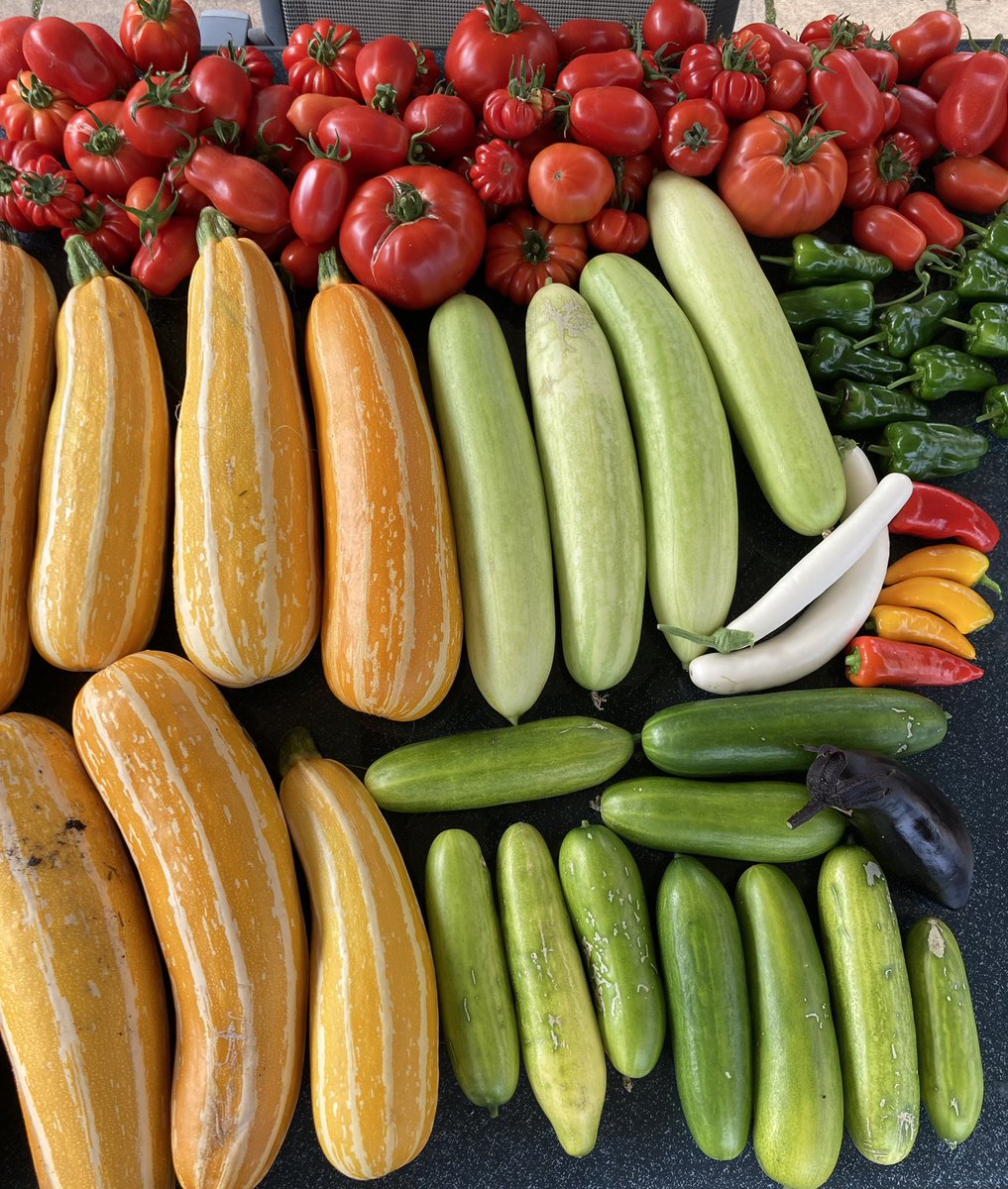 Northumbergrand's tweet photo. Been on hols. This collection is just scraping the surface of the produce to harvest. There must be 30 dark aubergines, 60 white aubergines, 100 padron peppers … I could go on! Feeling a bit overwhelmed! #gyo #glus @gardenersworld https://t.co/CvTdlp8sdu