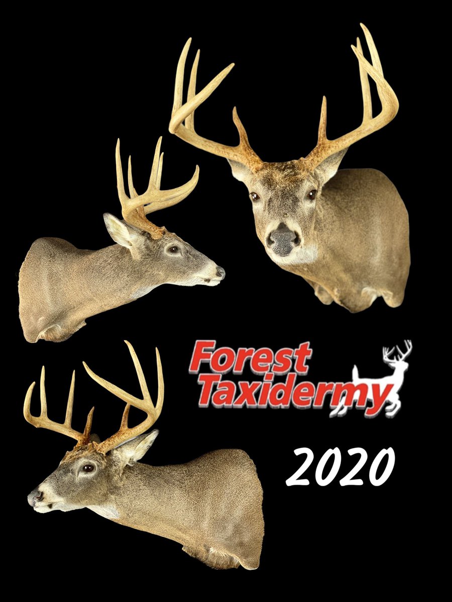 Forest Taxidermy (@325_wsm) on Twitter photo 