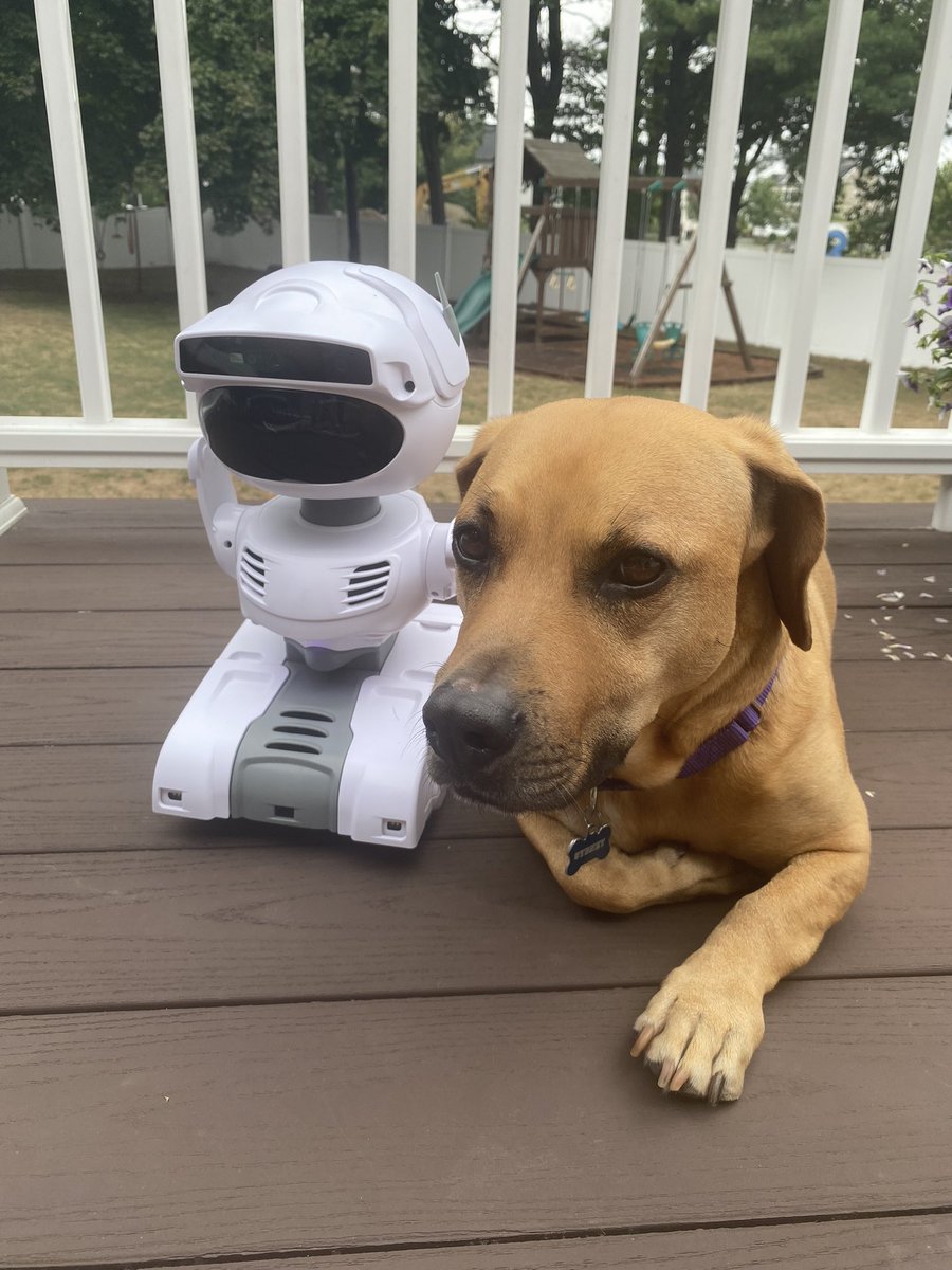 TheRealJKaplan's tweet image. Typical day over here…#dogsoftech #meetgiga