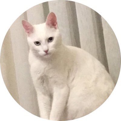 arayishaber's tweet photo. Efsane kedi terörü floodu https://t.co/alDE18CJPp