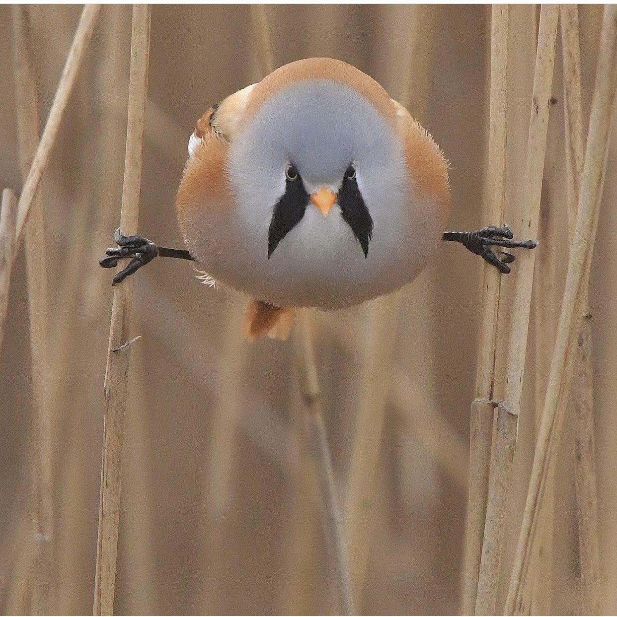 Weird Science on Twitter: