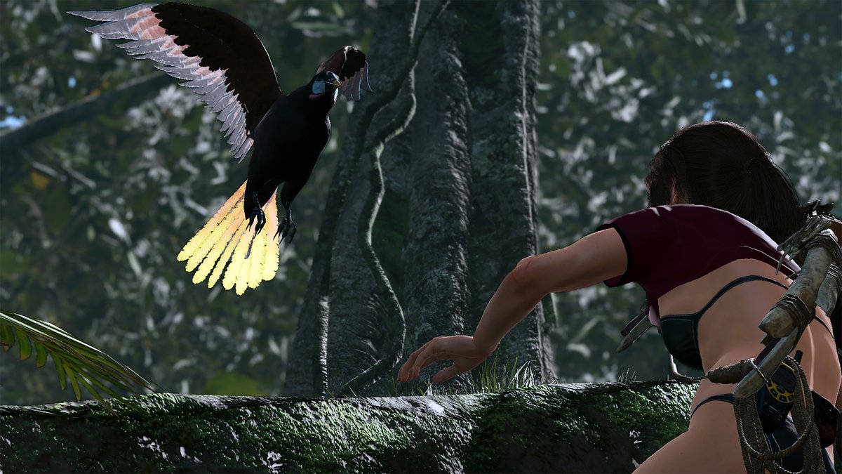 yosigalo's tweet photo. #TombRaider #LaraCroft #TR25 #Computerphoto #ShadowoftheTombRaider #Modversion #maximumuseful #Plusgame #PERUVIANJUNGLE #xbox
Photos, Nature I don't know what the name of the bird, I don't have a lot of nature pictures https://t.co/CpNBxE0fOB