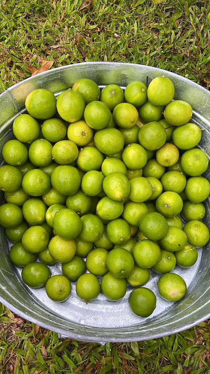 Lavas_End's tweet photo. Giving these limes a bath before they’re sold. https://t.co/ltiJzbuEG1