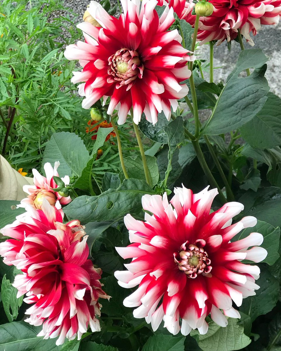 maryhodgins9's tweet photo. Not forgetting the #Dhalias https://t.co/QWJhbzyWM2