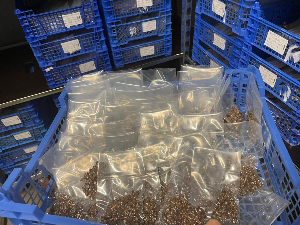 toddmshapiro's tweet photo. Truffle farming in Horst, The Netherlands @redlightholland
#iMicrodose
#Maka
#VerticalIntegration https://t.co/zS5yPYdTqV
