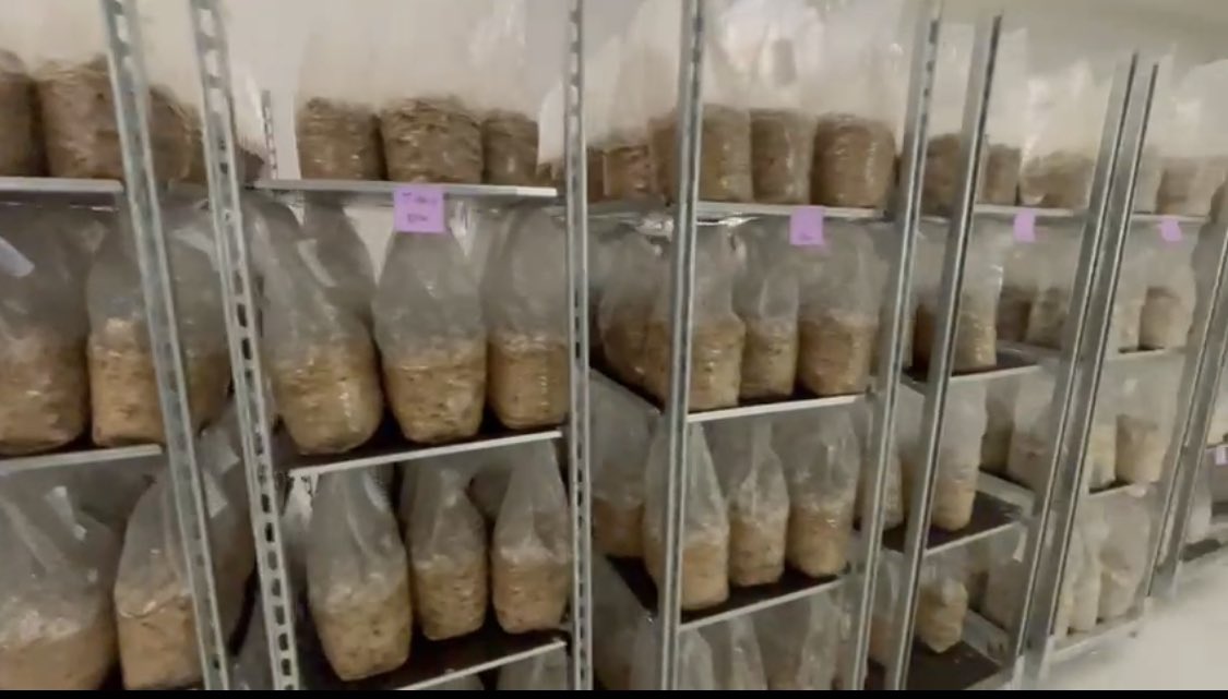 toddmshapiro's tweet photo. Truffle farming in Horst, The Netherlands @redlightholland
#iMicrodose
#Maka
#VerticalIntegration https://t.co/zS5yPYdTqV