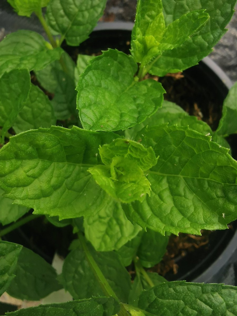 🌱I'm in touch with lots of fellow collectors and even national collection holders,  this Mount Tiede Mint,  was found on Mount Tiede in Tenerife,  it's very slow growing but looking like a good one🌱 I have a few available at madaboutmint.co.uk
