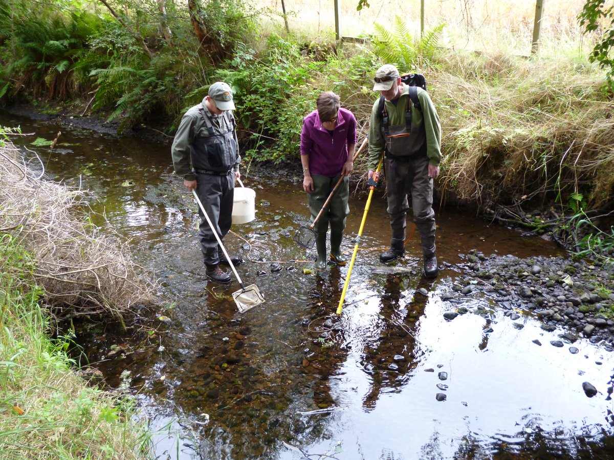 LockettRichard's tweet photo. Fish recue of the old River Peffery channel complete. Over 1,500 trout, salmon, eels and lamprey safely re-homed. Massive thanks to both the Cromarty and Ness Fishery Boards for a very professional job. Top team of volunteers too. https://t.co/tr9Ymz5IXa