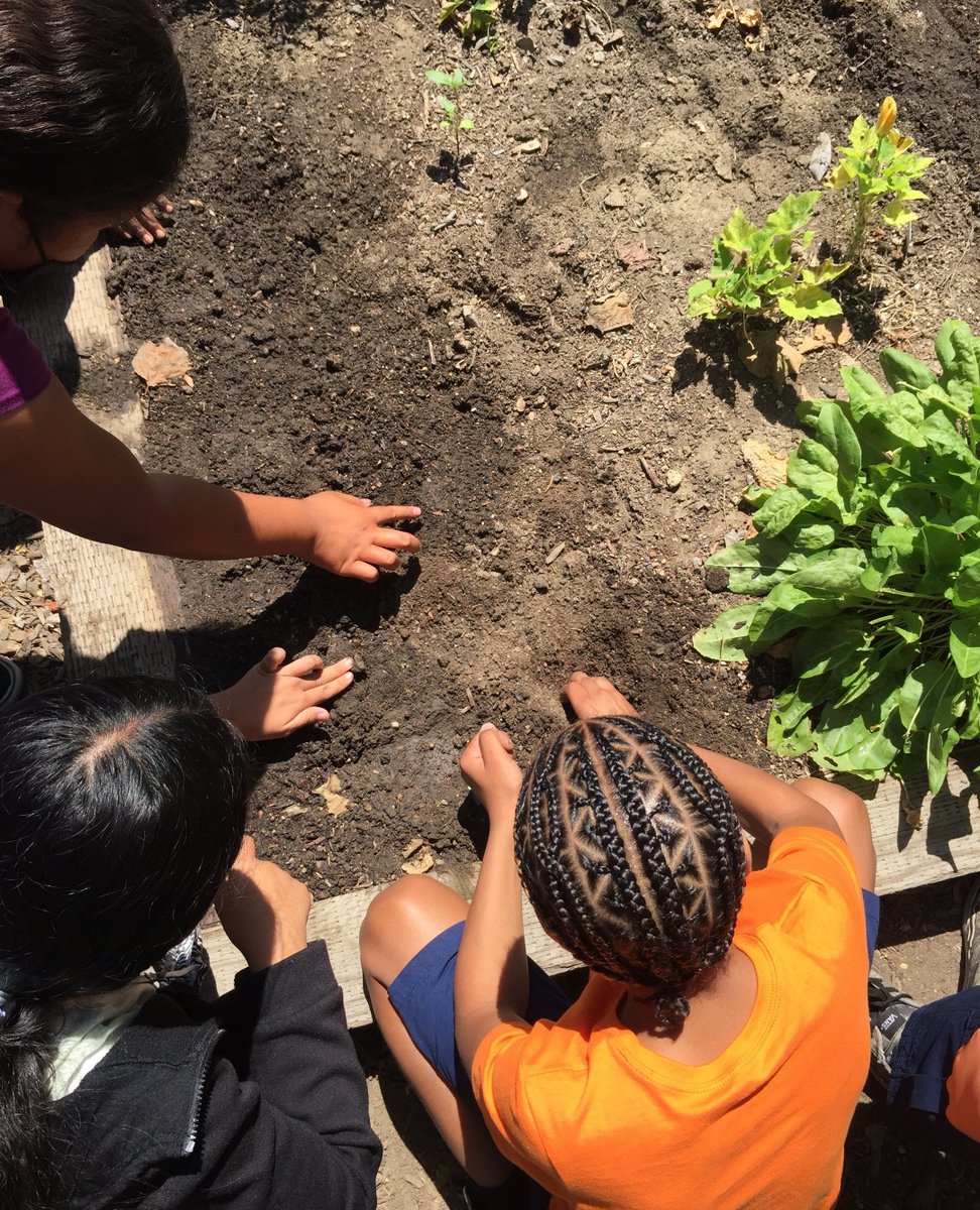 GroundEducation's tweet photo. Getting our hands dirty over at Hudson Elementary planting pumpkin seeds! 🎃🌿
#summer #pumpkinseeds #longbeach #groundeducation #inthegarden #gardeneducation #nature #garden #schoolgarden #organicgarden #outdoorclassroom #outdoors #plants #gardenlesson #think #explore #connect https://t.co/ZzBAKFqTEI