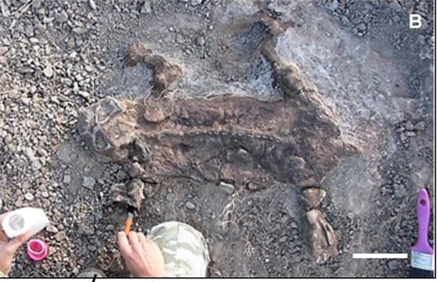 Riamus01's tweet image. THE LYSTROSAURUS MUMMY&apos;S FINALLY BEEN PUBLISHED!!! 🎉🎉

Finally!! Dicynodont skin impressions!