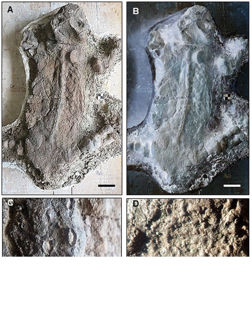 Riamus01's tweet image. THE LYSTROSAURUS MUMMY&apos;S FINALLY BEEN PUBLISHED!!! 🎉🎉

Finally!! Dicynodont skin impressions!