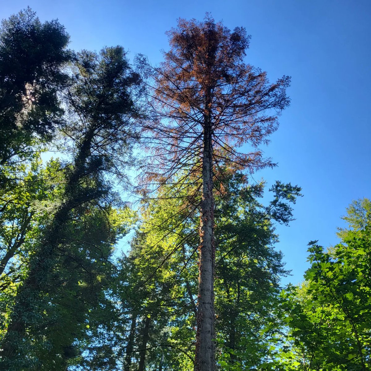 Viele Baumarten leiden. Auch die Weisstanne mit ihren sonst vorteilhaften Pfahlwurzeln. Oberflächiges Wasser wird von anderen Bäumen genutzt. Unten ist nichts verfügbar. Ein tödlicher Zeufelskreis bei grosser Trockenheit.