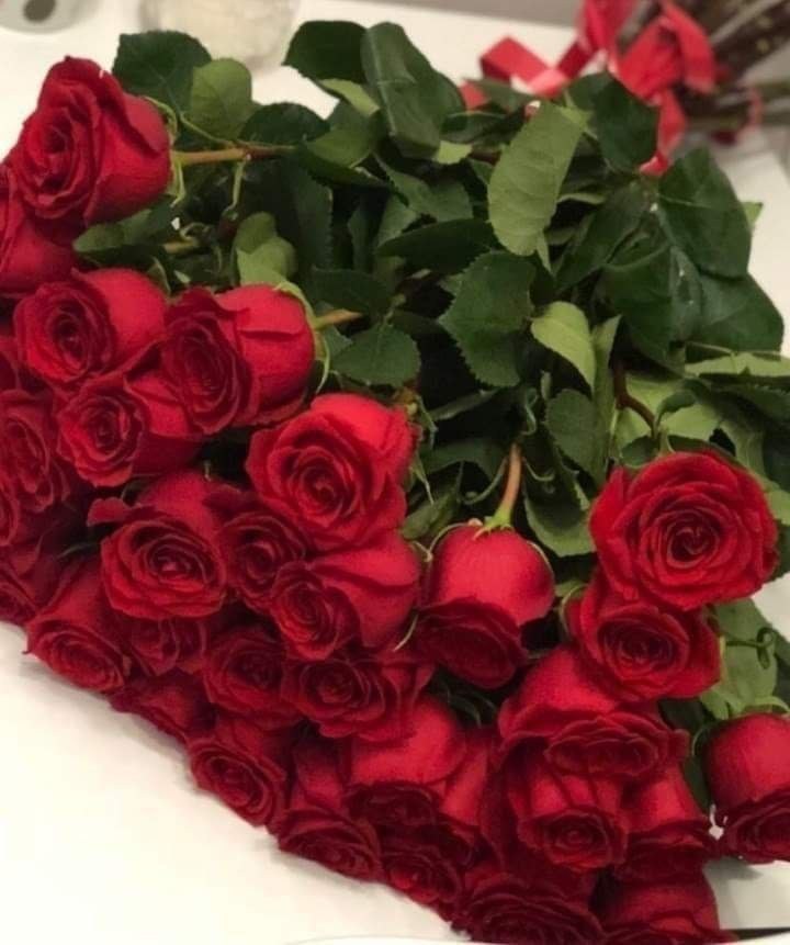 f50n50's tweet image. ⭕️🗯 مساء السعادة
لمن يعكسون الجمال
وينشرون طيب الكلام
ويقدمون بـِ أيديهم ورود السلام

 مساء الخير للمتفائليــن
 *الذين يرون الكون ربيعـــــاً دائم* 
 
دمتــم لنـــــا وروداً تفــوح عطـراً ⚡️📍