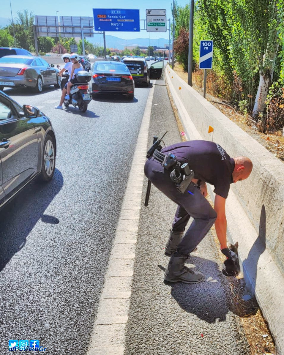 PoliciaGr's tweet photo. Si hay que cortar momentáneamente la autovía para salvar a un lindo gatito, se corta y punto.
Por la propia vida del animal que corría peligro y por la propia seguridad de los conductores. https://t.co/GLsBm2IuKM