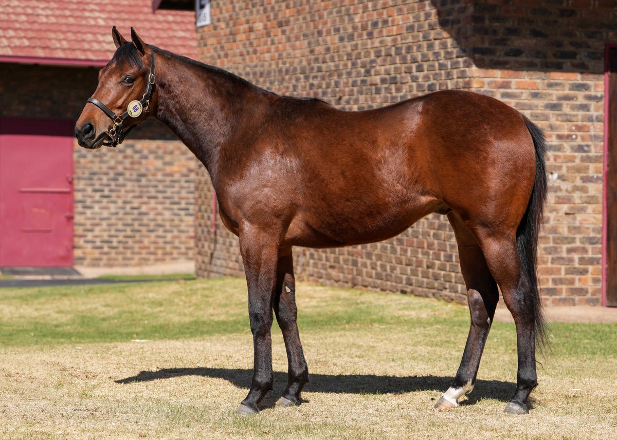 WillowMagic1's tweet photo. Lot 68 is a Willow Magic colt out of Purple Rose by Mogok on offer at the Bloodstock South Africa August 2YO Sale. 
The dam is an own sister to Mr Whatever and Stormbringer, this is the family of Shoe Shac and Greenkeeper. 
@BushHillStud @BloodstockSA1 
https://t.co/63dN6r51Oi https://t.co/t4ECOBA172